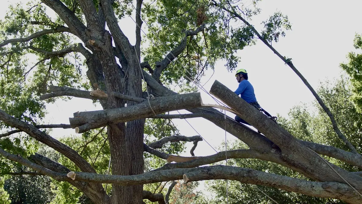 Professional Crown Thinning performed by certified arborists in Gallion